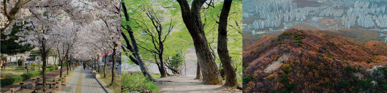 Mt. Suri providing a forest rest area for all four seasons picture