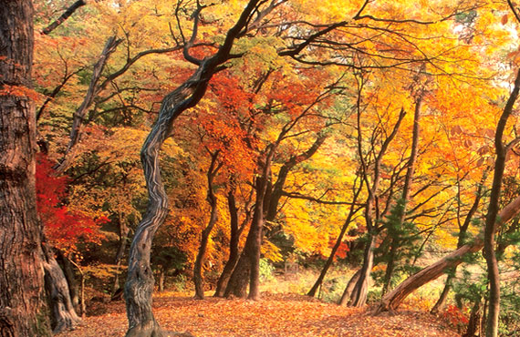 Dang Forest of Deokgogae