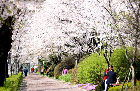 Cherry Blossom Path of Gunpo